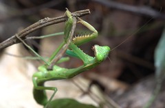 Polyspilota comorana