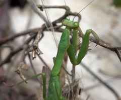 Polyspilota comorana