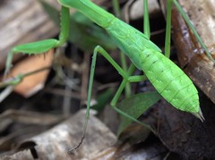 Polyspilota comorana