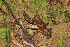 Euastacus setosus