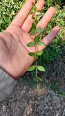 Aspidosperma triternatum