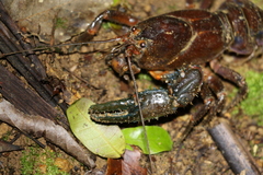 Euastacus setosus