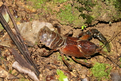 Euastacus setosus