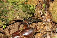Euastacus setosus