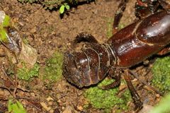 Euastacus setosus