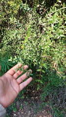 Aspidosperma triternatum