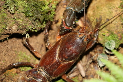 Euastacus setosus