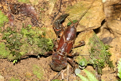 Euastacus setosus