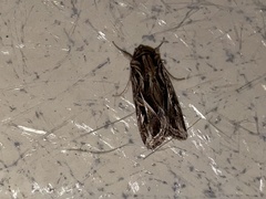 Spodoptera pulchella