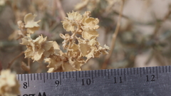 Atriplex canescens macilenta