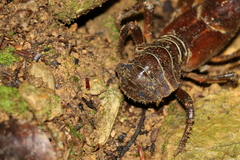 Euastacus setosus