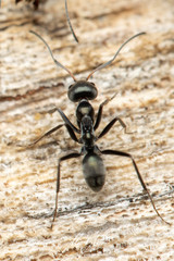 Iridomyrmex mayri