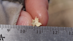 Atriplex canescens macilenta