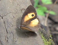 Heteropsis comorensis