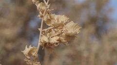 Atriplex canescens macilenta