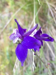 Delphinium patens