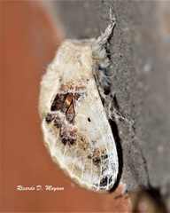 Tolype poggia