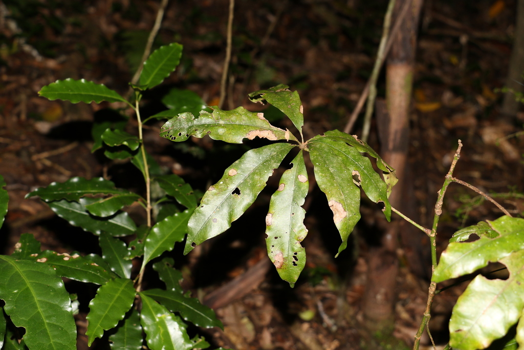 Argyrodendron actinophyllum - council-listed tree