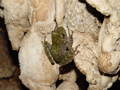 Craugastor decoratus