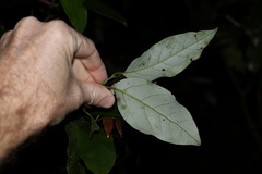 Cryptocarya erythroxylon