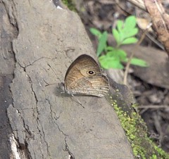 Heteropsis comorensis