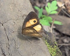 Heteropsis comorensis