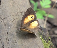 Heteropsis comorensis