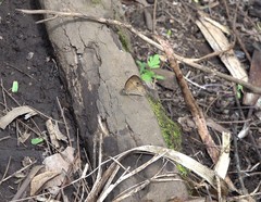 Heteropsis comorensis