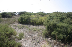 Salsola oppositifolia