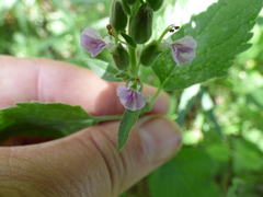 Teucrium vesicarium
