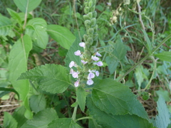 Teucrium vesicarium