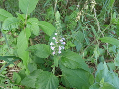 Teucrium vesicarium
