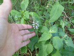 Teucrium vesicarium