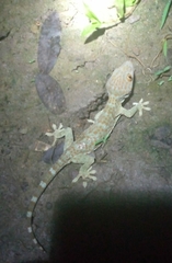 Gekko gecko