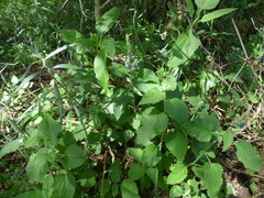Teucrium vesicarium