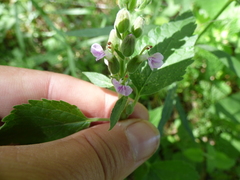 Teucrium vesicarium