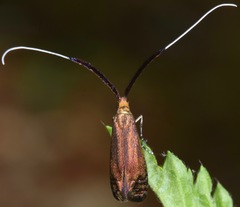 Adela caeruleella