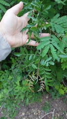 Schinopsis lorentzii