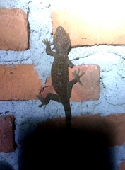 Gekko gecko