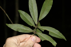 Myrsine subsessilis