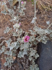 Sphaeralcea mendocina