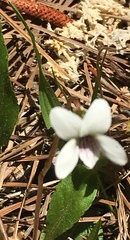 Viola primulifolia