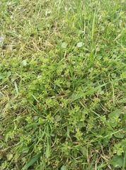 Trifolium micranthum