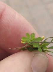 Trifolium micranthum