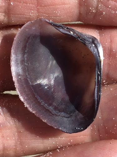 Polymesoda floridana (Conrad, 1846)