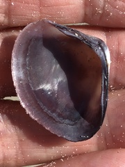 Polymesoda floridana