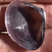 Florida Marsh Clam - Photo (c) Susan J. Hewitt, some rights reserved (CC BY-NC), uploaded by Susan J. Hewitt
