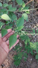 Croton lachnostachyus