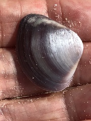 Polymesoda floridana