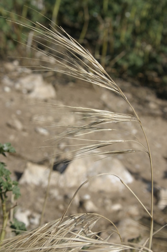 Bromus rigidus image